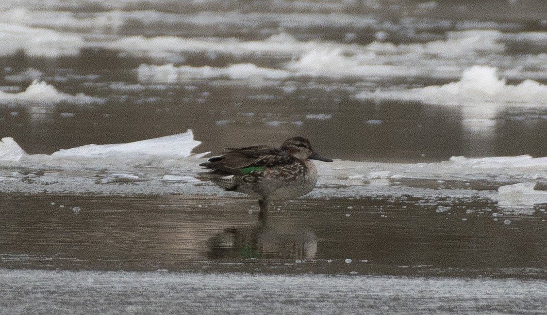 Green-winged Teal - ML526051531
