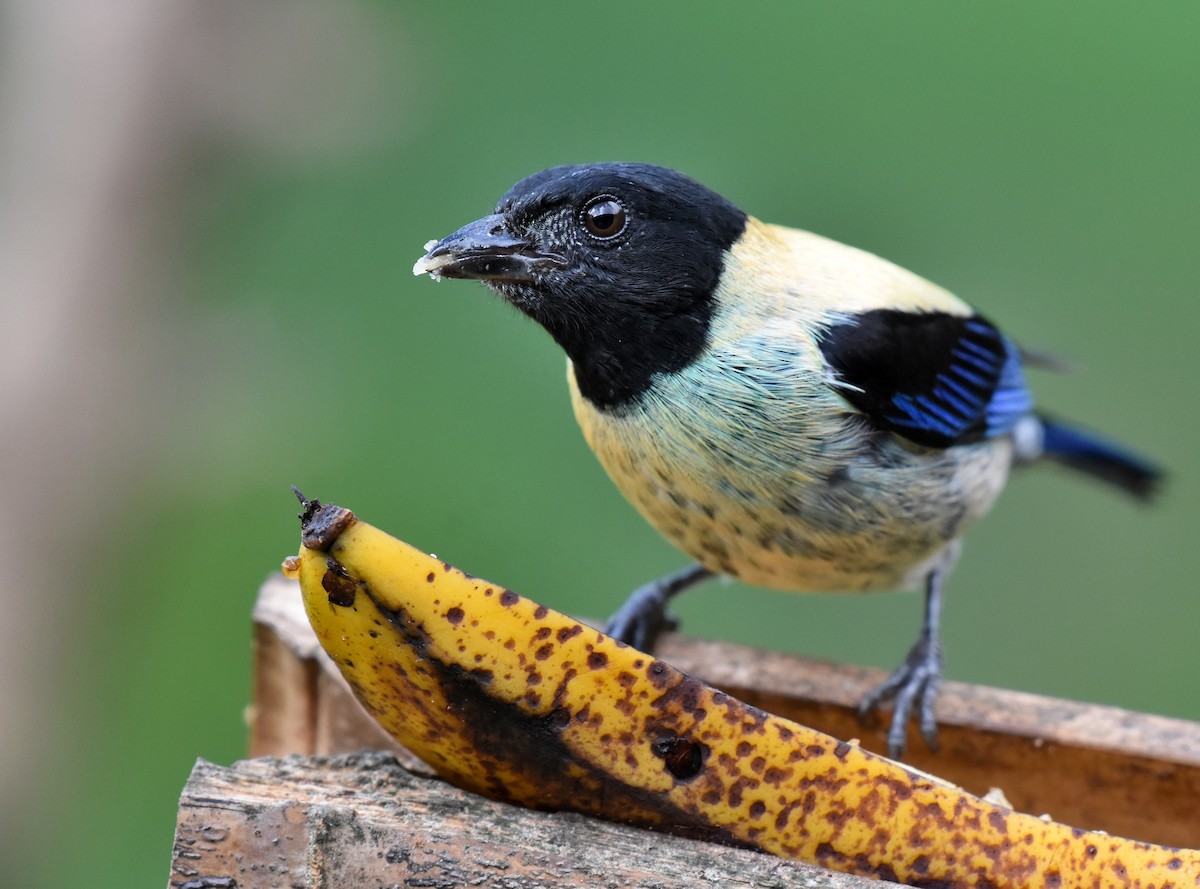 Black-headed Tanager - ML526055641