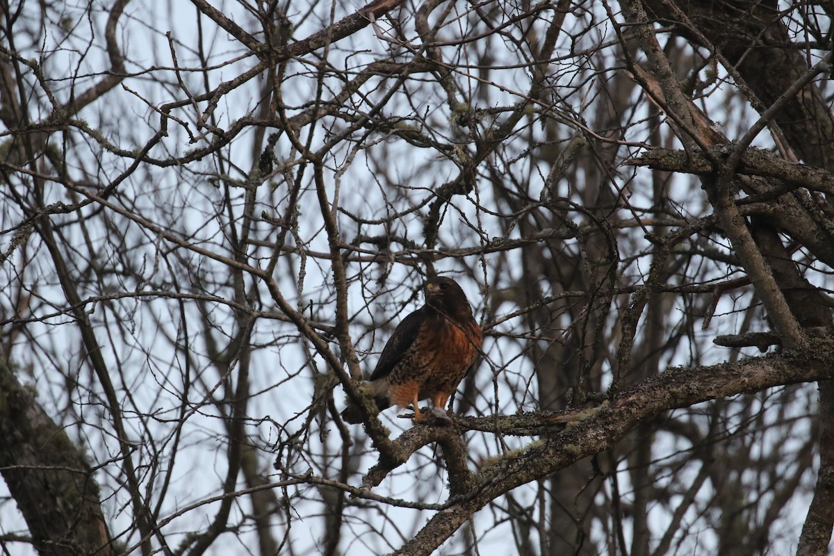 Red-tailed Hawk - ML526057231