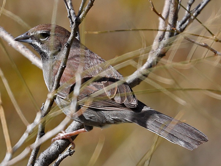 Five-striped Sparrow - Matt VanWallene