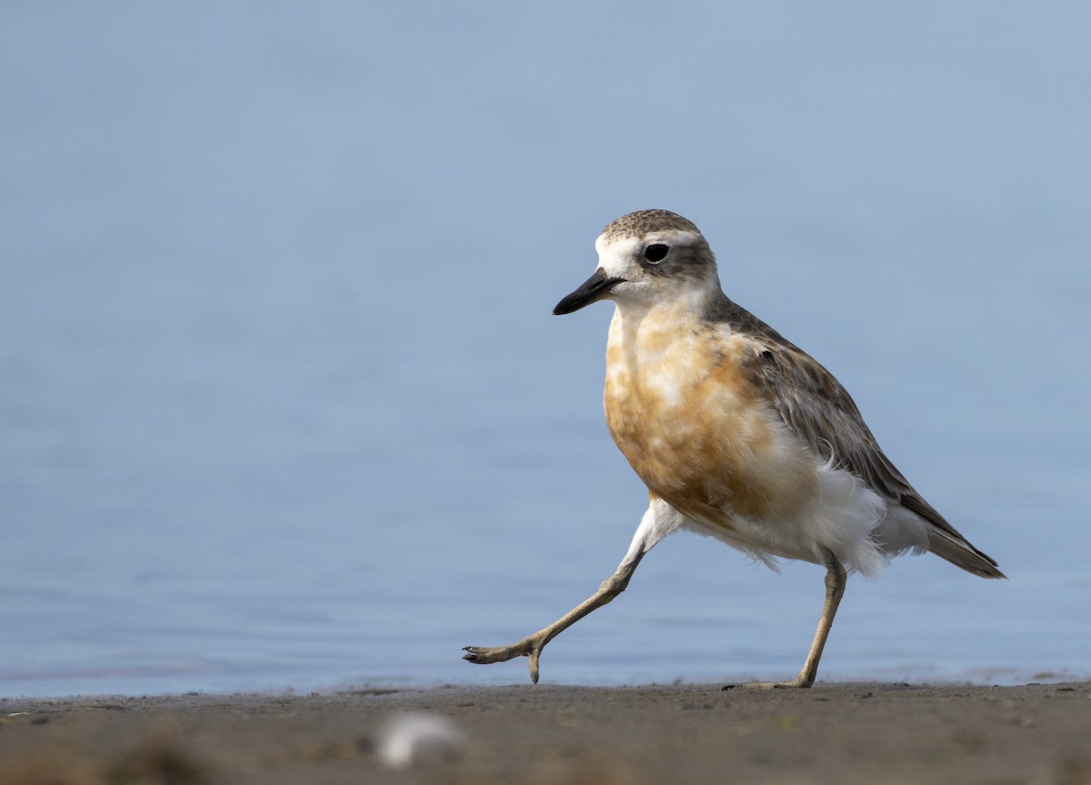 Red-breasted Dotterel - ML526067981