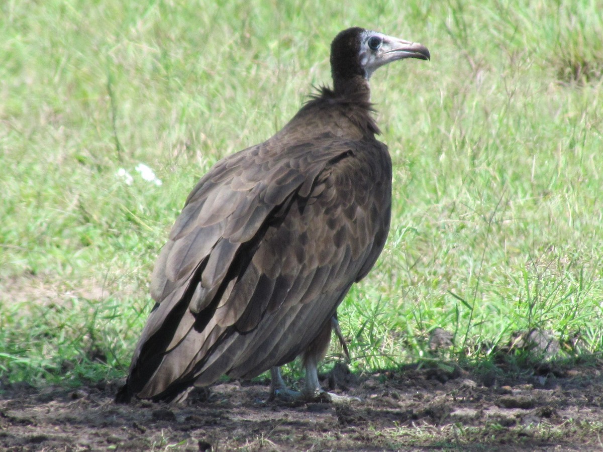 Hooded Vulture - ML526072291