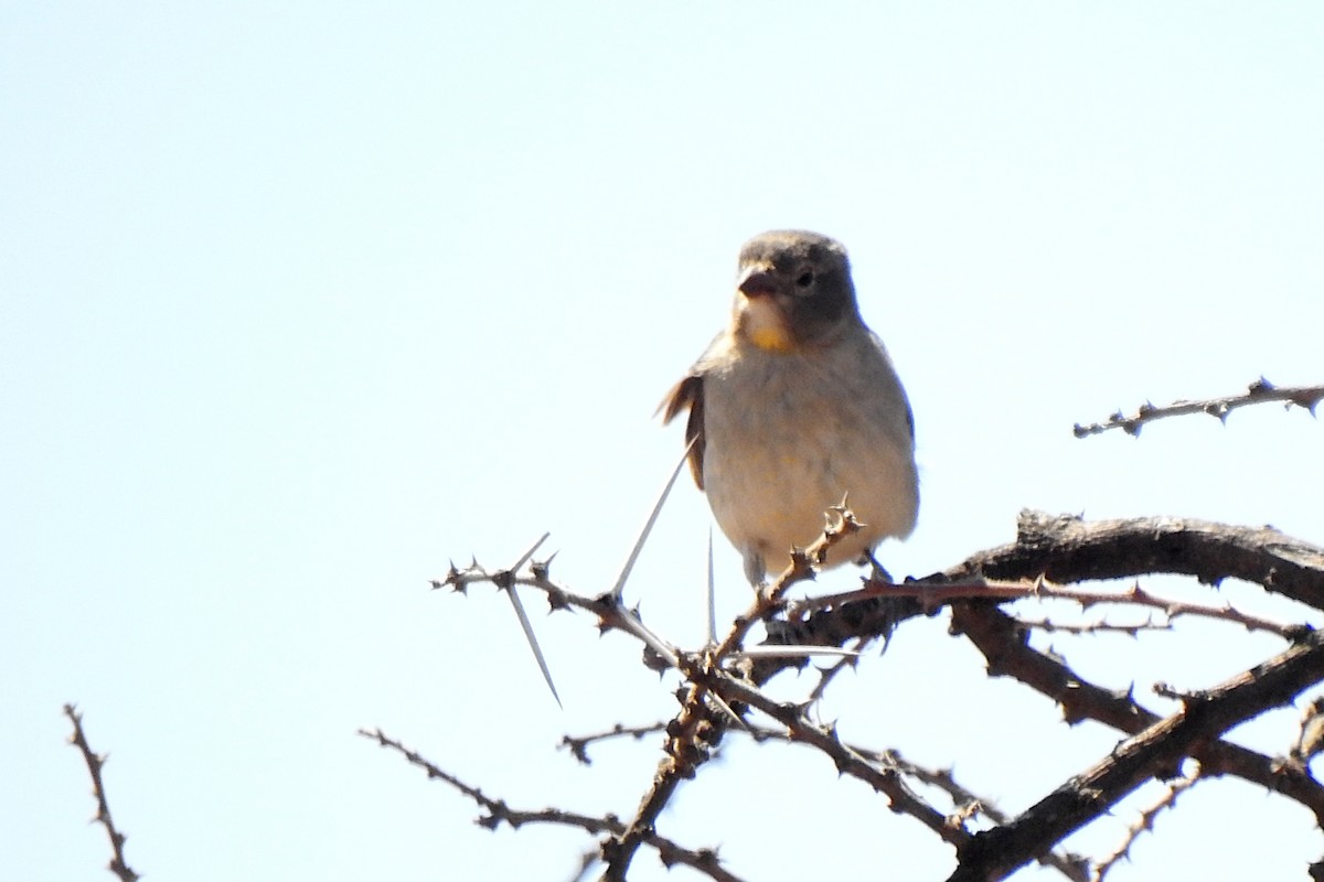 Yellow-spotted Bush Sparrow - Joshua Smolders