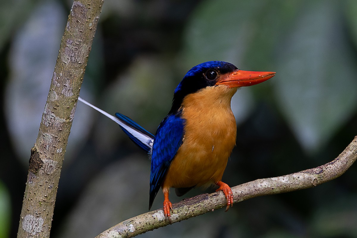 Buff-breasted Paradise-Kingfisher - ML526074461