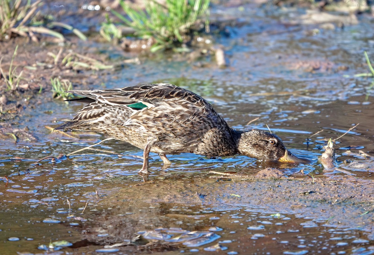 Green-winged Teal - ML526083571