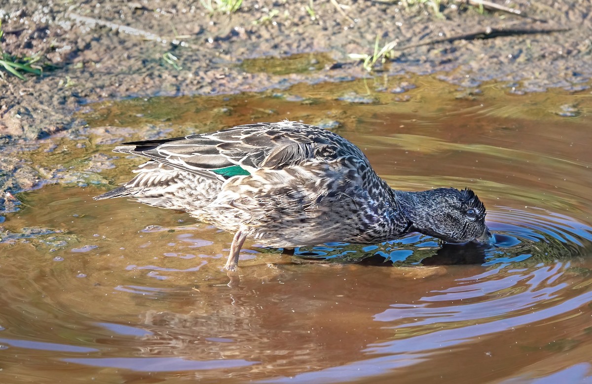 Green-winged Teal - ML526083581