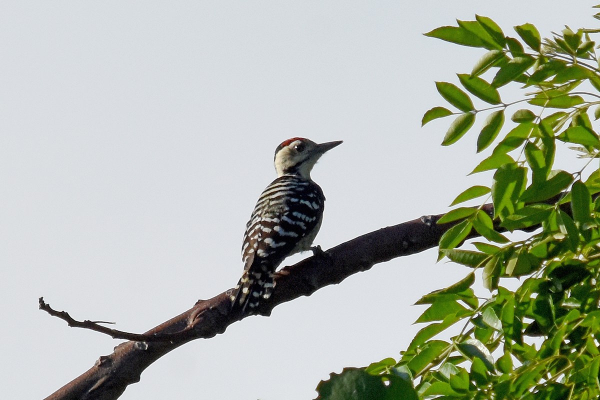 Freckle-breasted Woodpecker - Geoffrey Groom