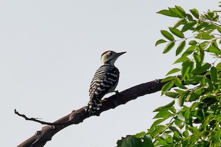  - Freckle-breasted Woodpecker