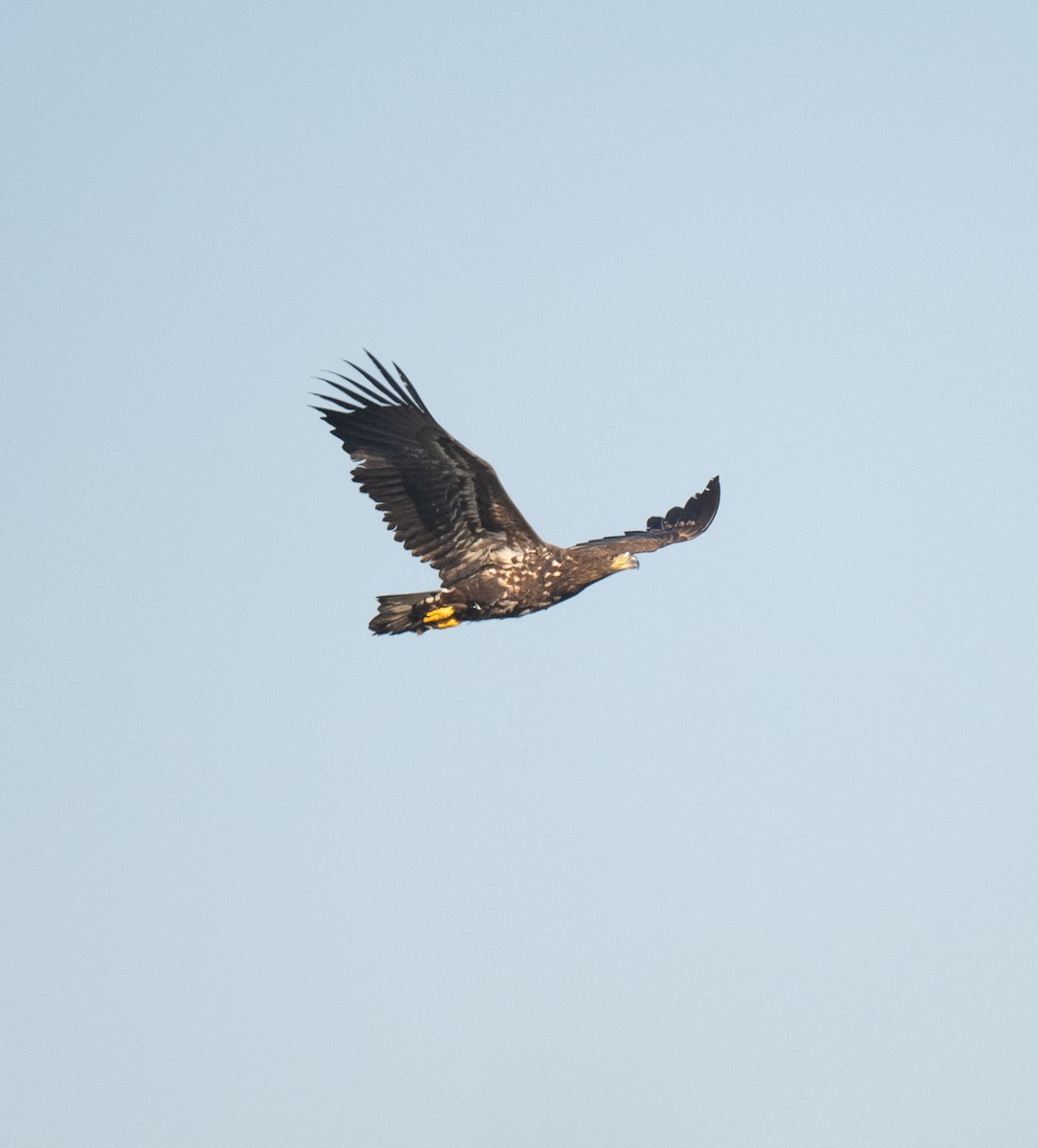 White-tailed Eagle - ML526087361