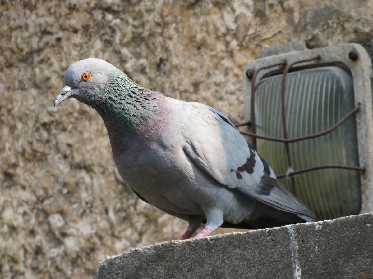 Rock Pigeon - ML526088231