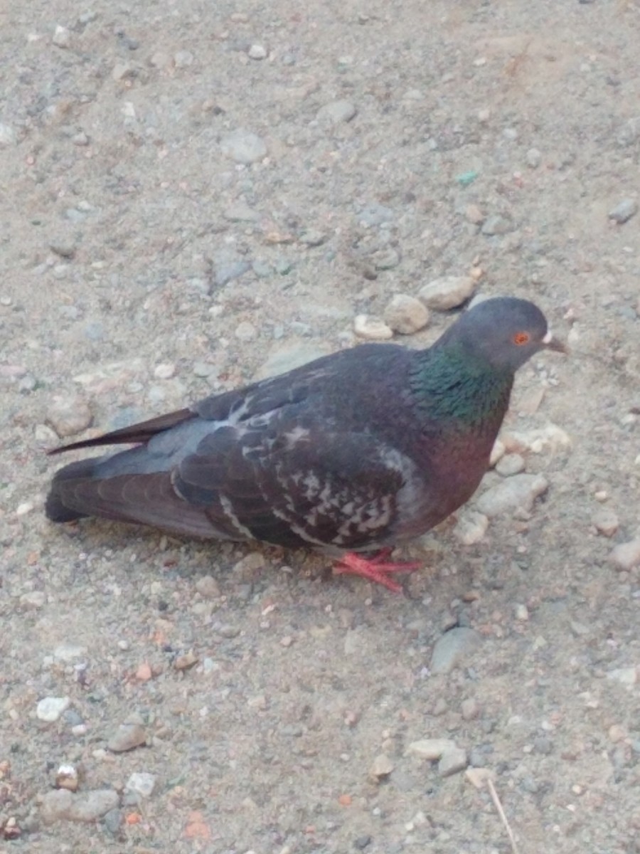 Rock Pigeon - ML526088461
