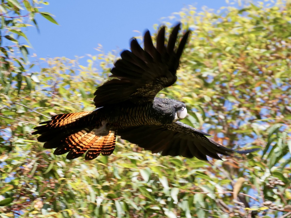 Red-tailed Black-Cockatoo - Keith Morris