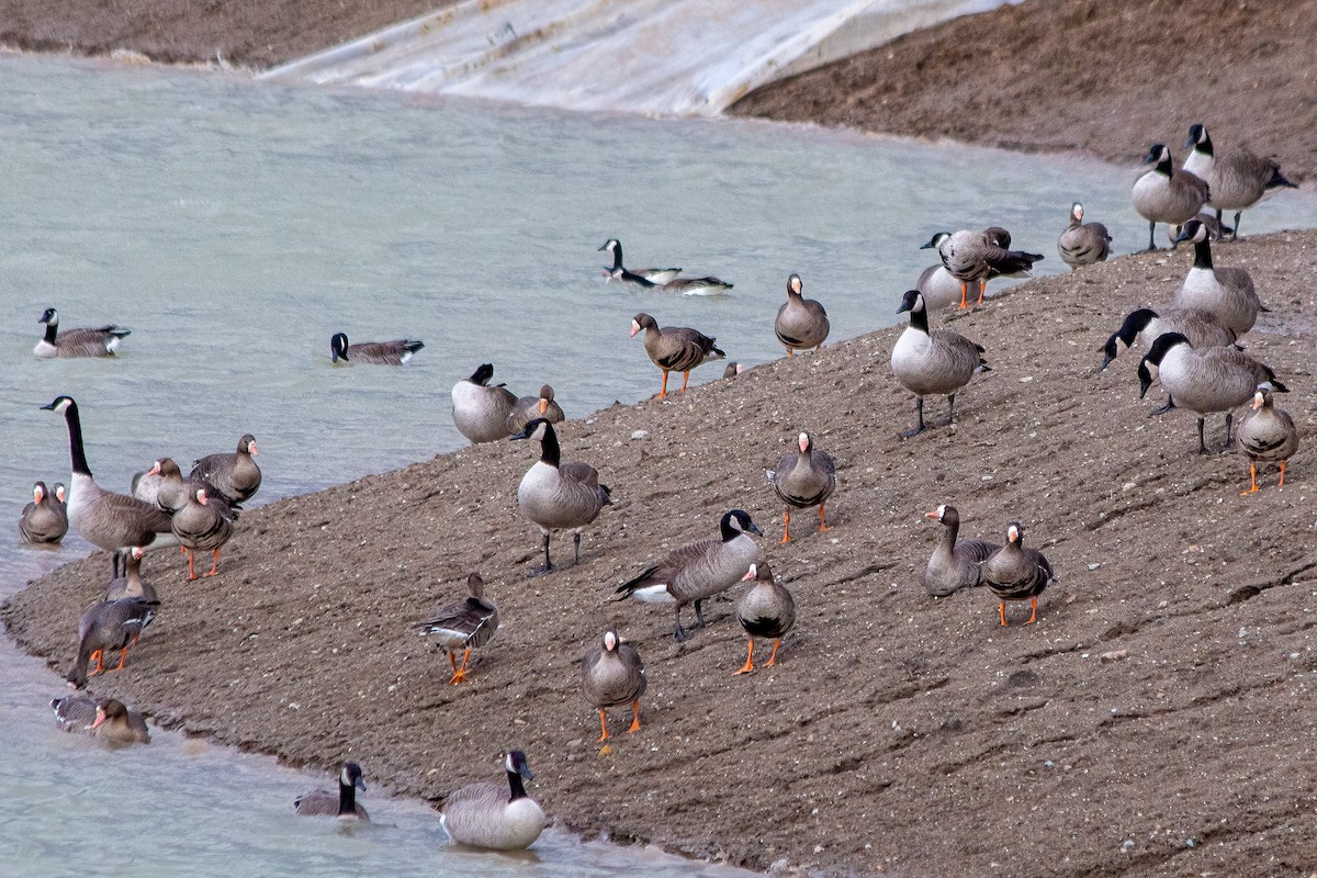Greater White-fronted Goose - Drew Bailey