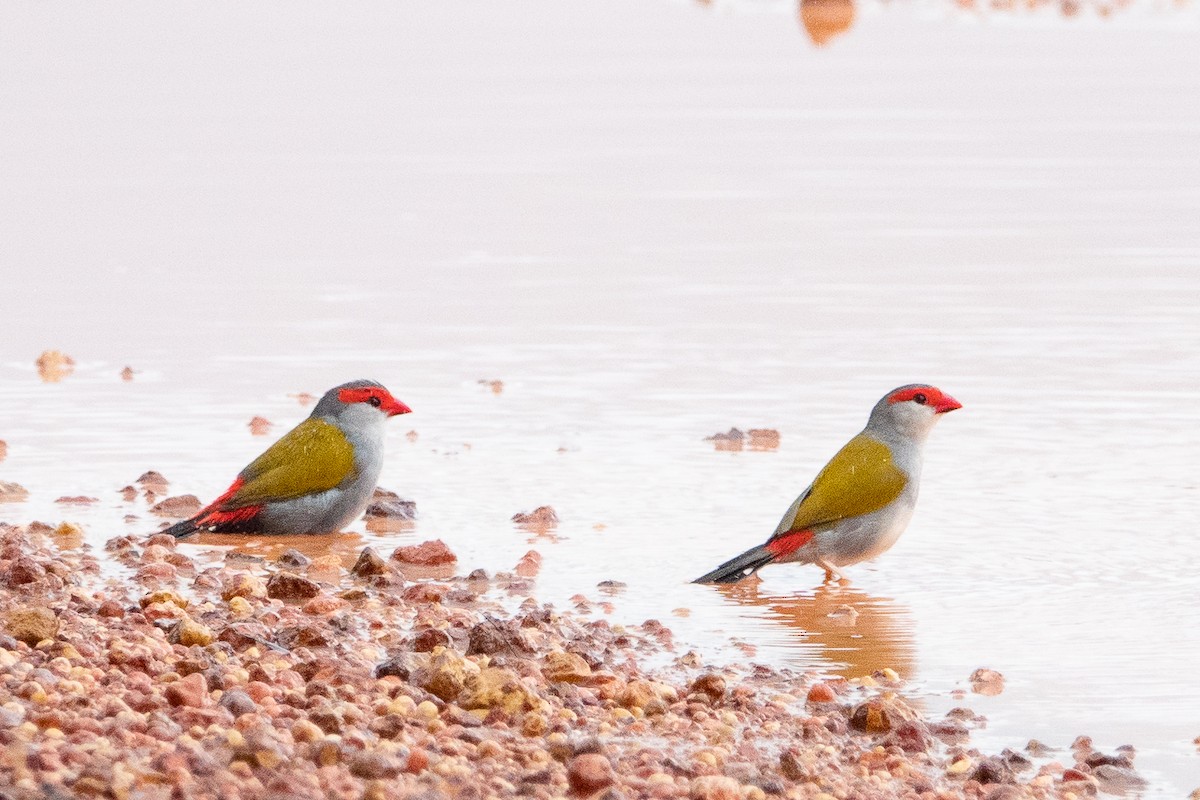 Red-browed Firetail - ML526097201