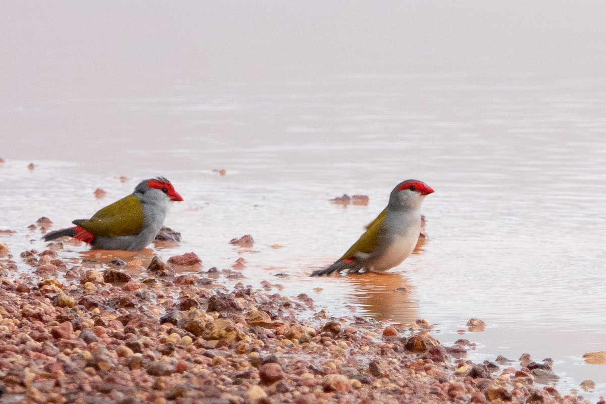 Red-browed Firetail - ML526097211