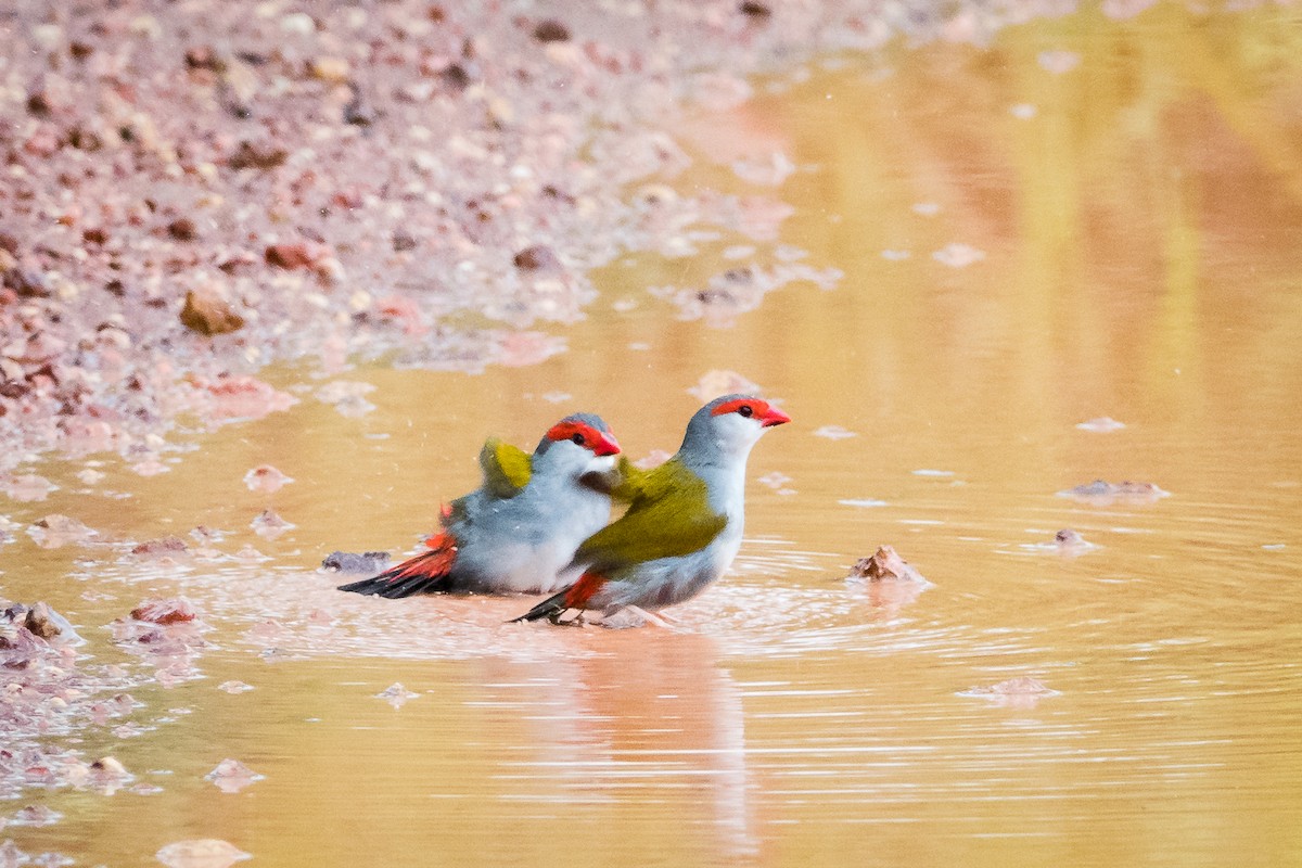 Red-browed Firetail - ML526097221