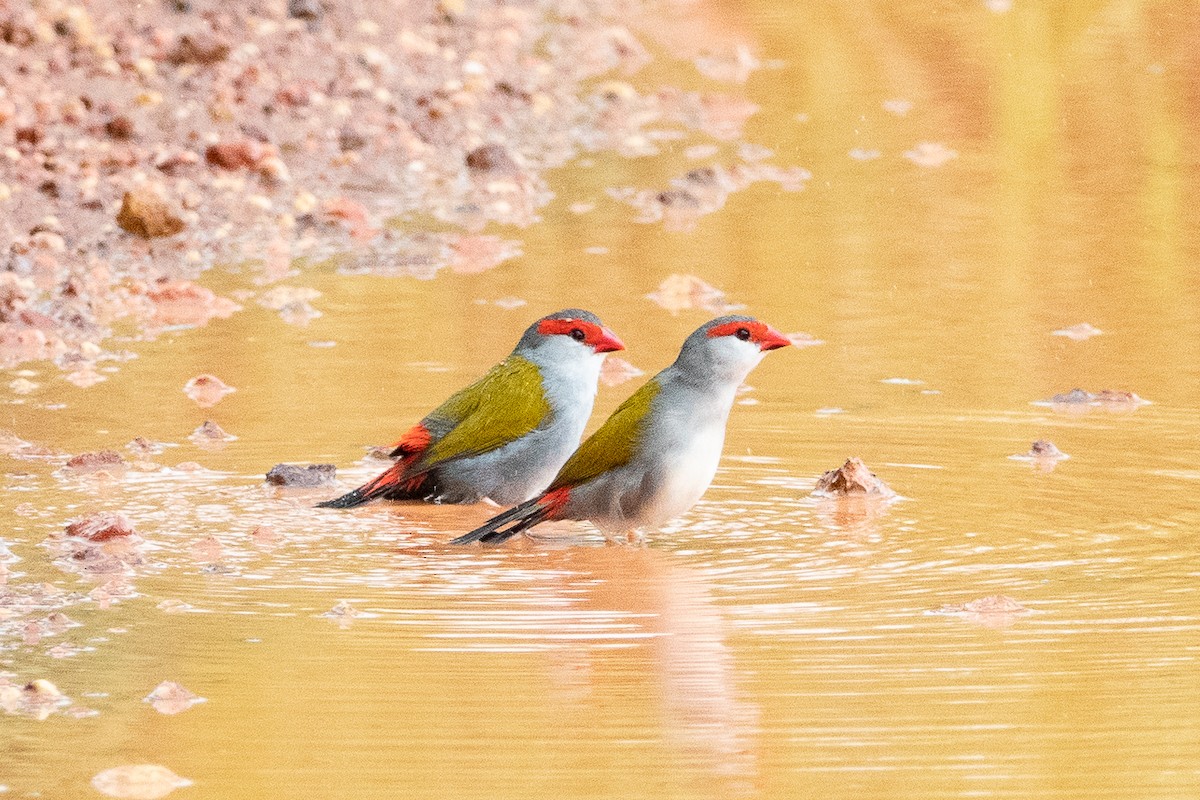 Red-browed Firetail - ML526097231