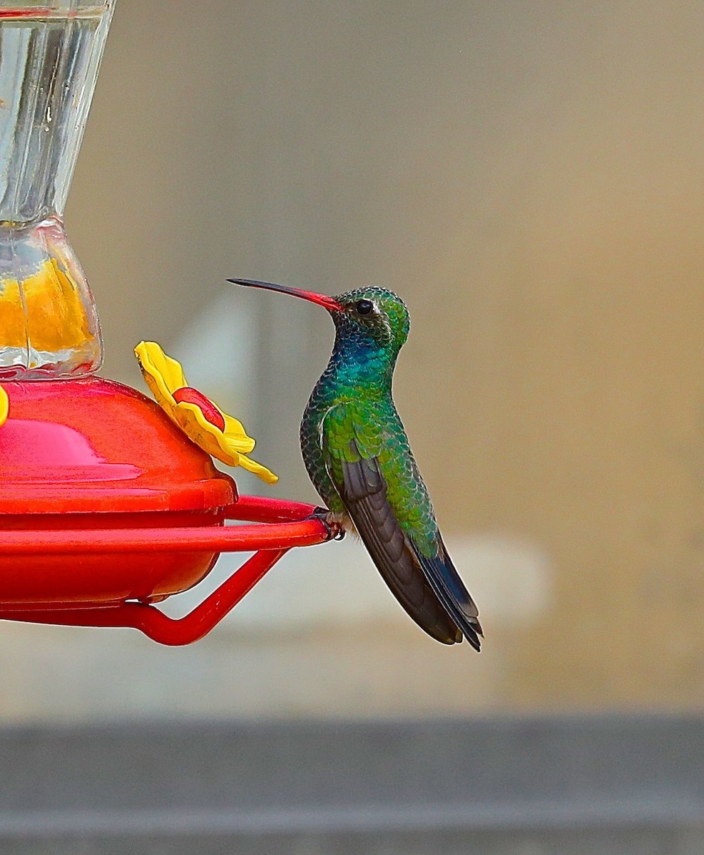 Broad-billed Hummingbird - ML52609771