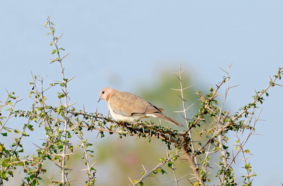 Laughing Dove - ML526101621