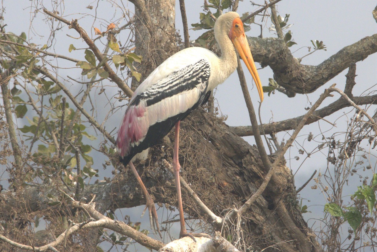 Painted Stork - Ajay Sarvagnam