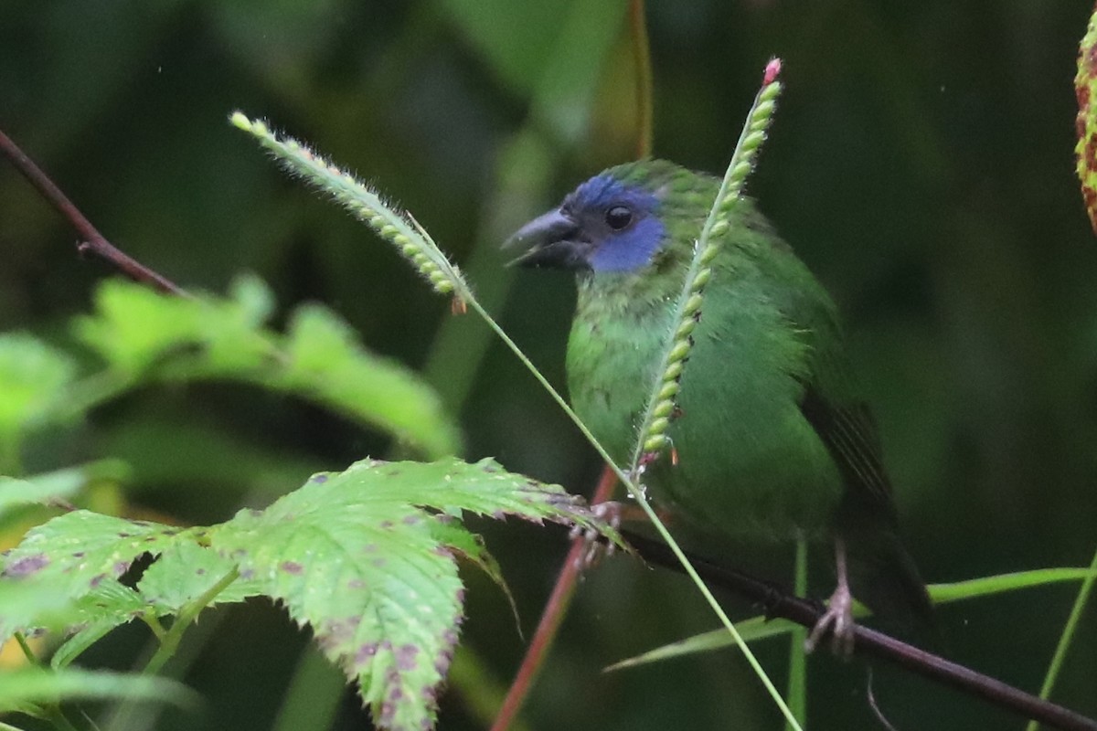 Blue-faced Parrotfinch - ML526104411