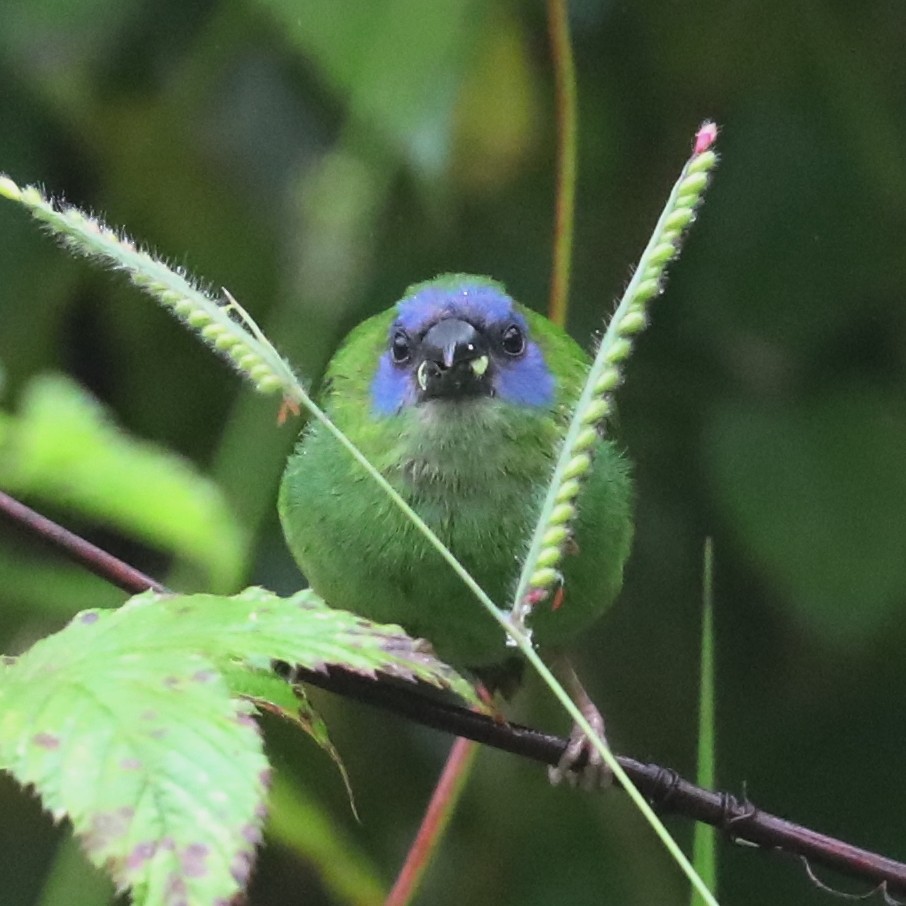 Blue-faced Parrotfinch - ML526104421