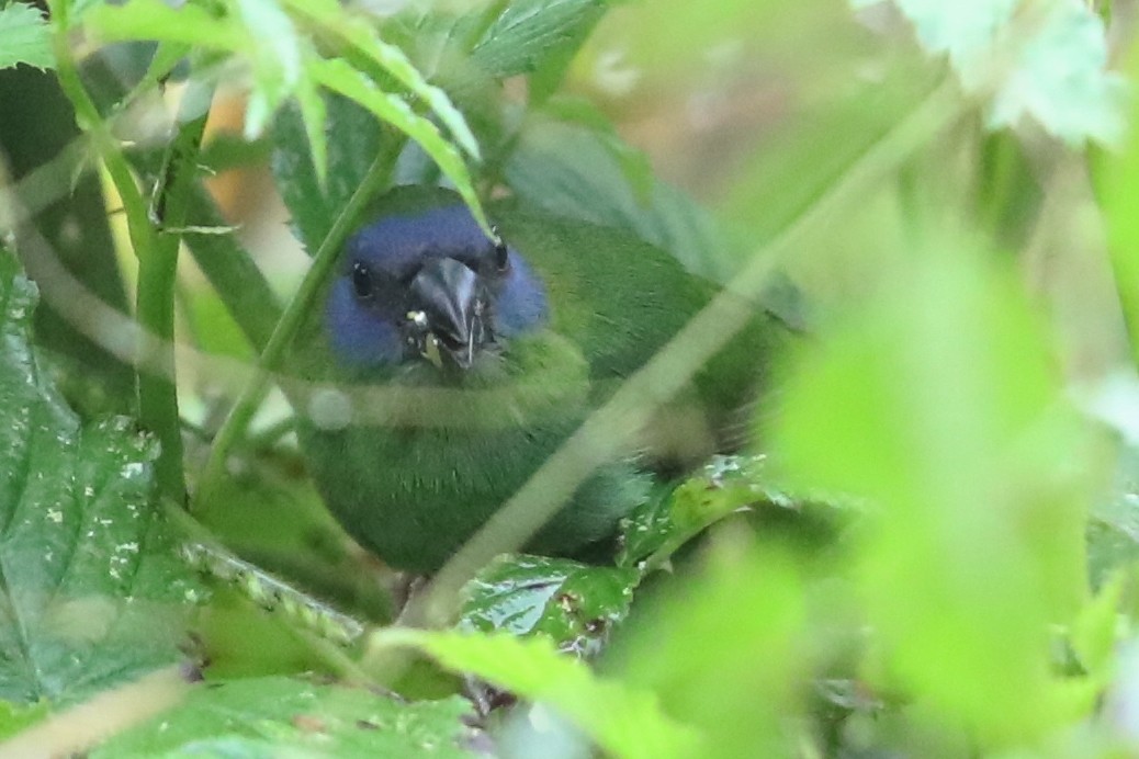 Blue-faced Parrotfinch - ML526104431