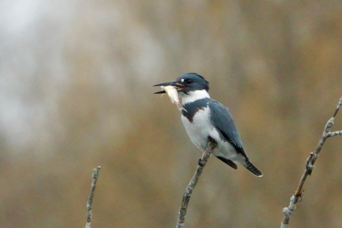 Belted Kingfisher - ML526107391
