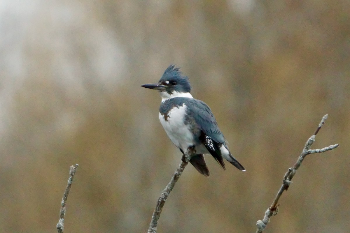 Belted Kingfisher - ML526107401