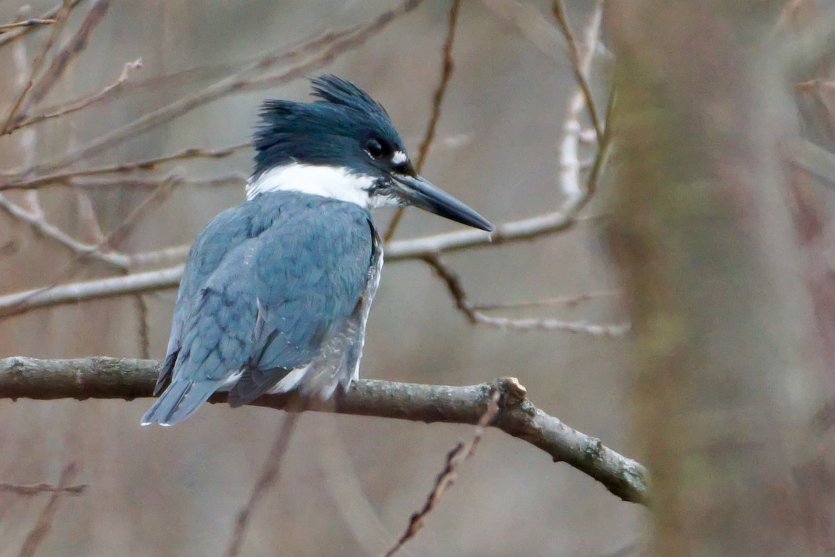 Belted Kingfisher - Laura Sisitzky