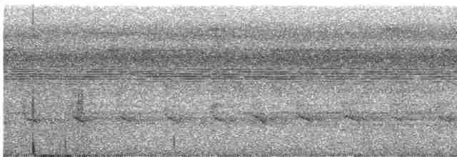 Синегорлый широкорот - ML526108501