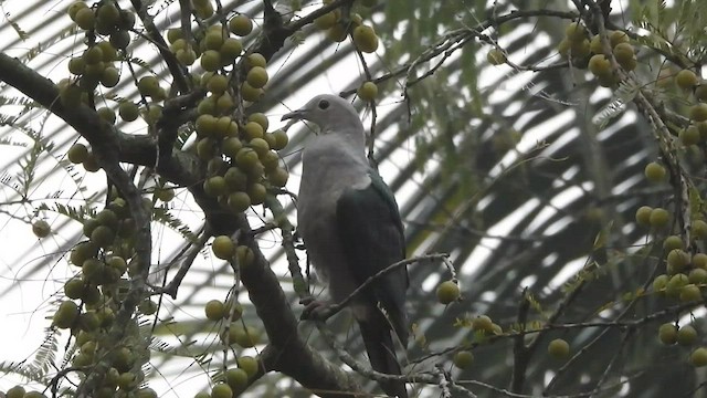 Green Imperial-Pigeon - ML526113801