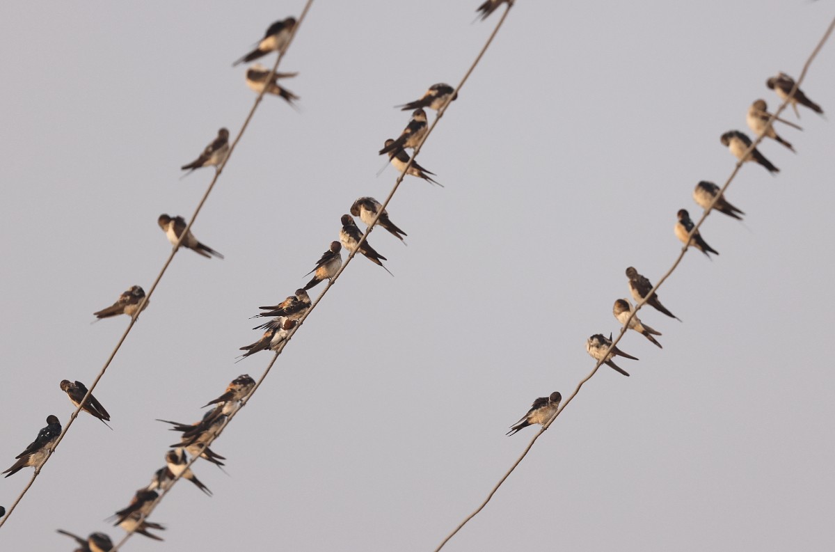 Red-rumped Swallow - ML526124491