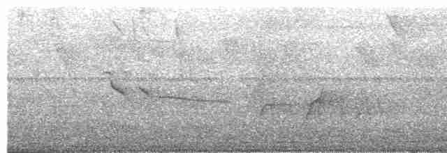 Plumbeous Kite - ML526126361
