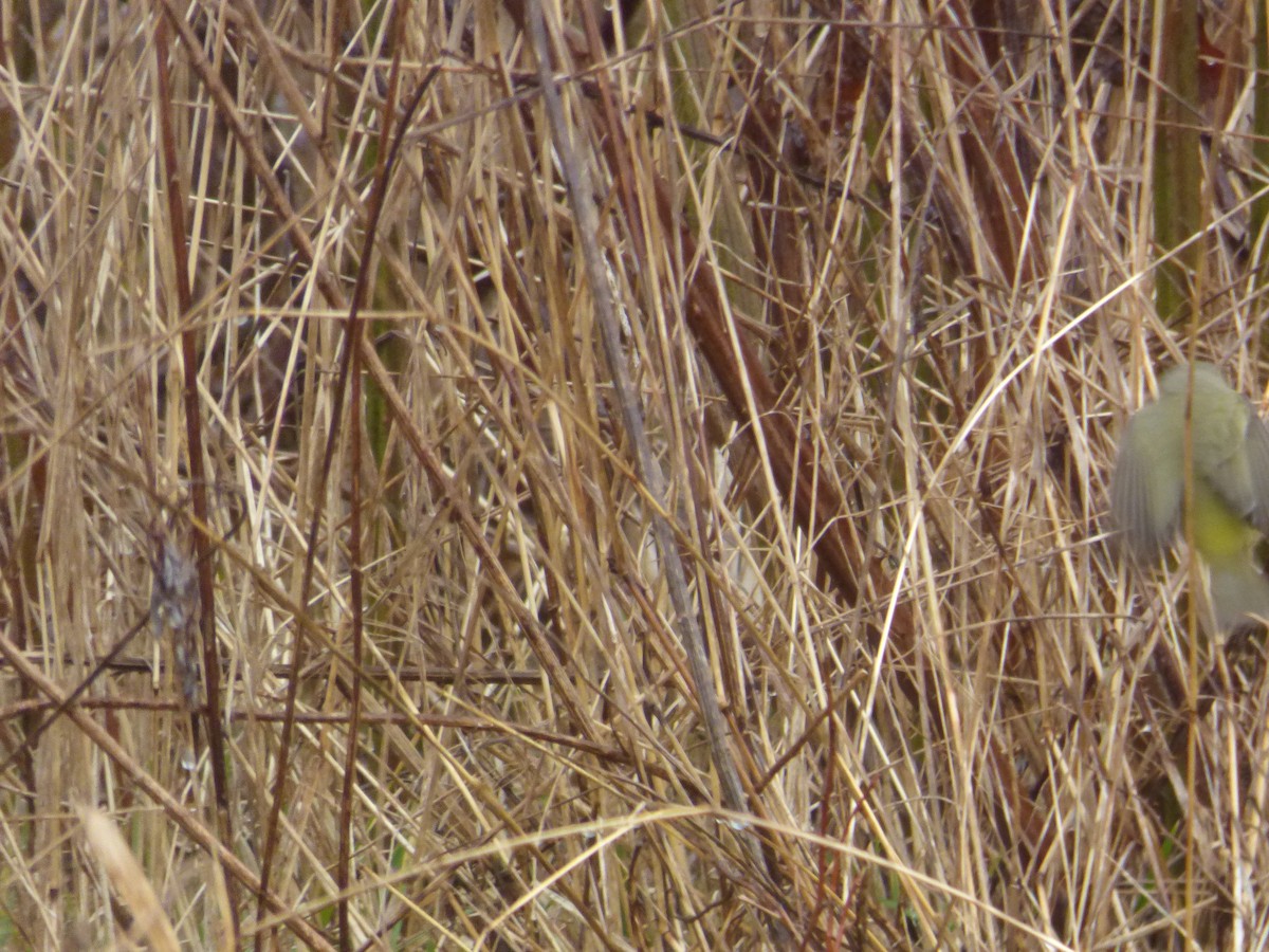 Orange-crowned Warbler - ML526127031
