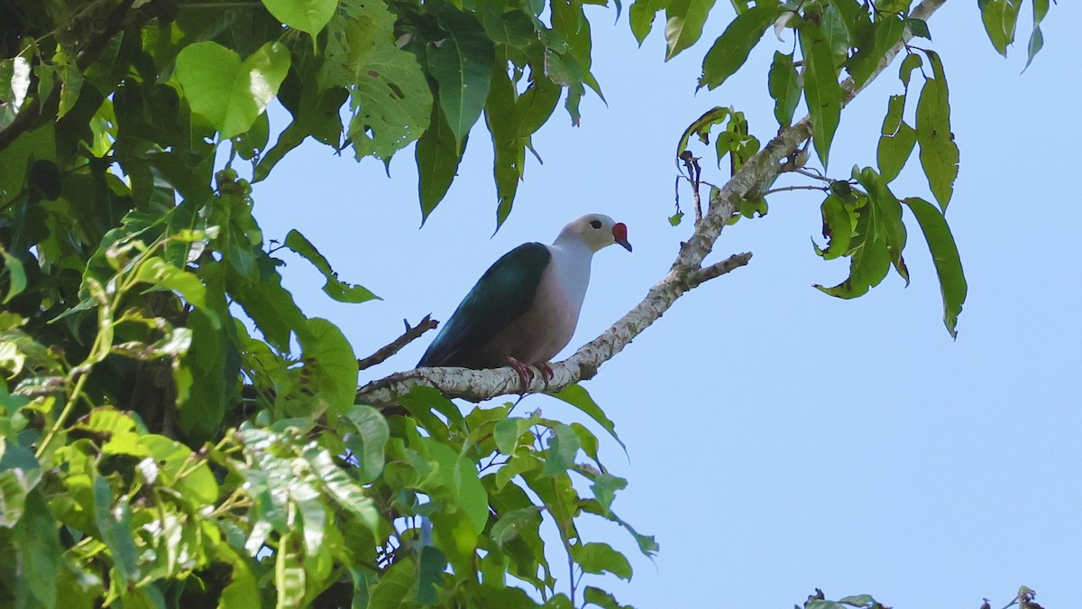 Red-knobbed Imperial-Pigeon - ML526127441
