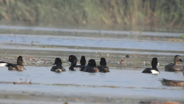 Tufted Duck - ML526128741