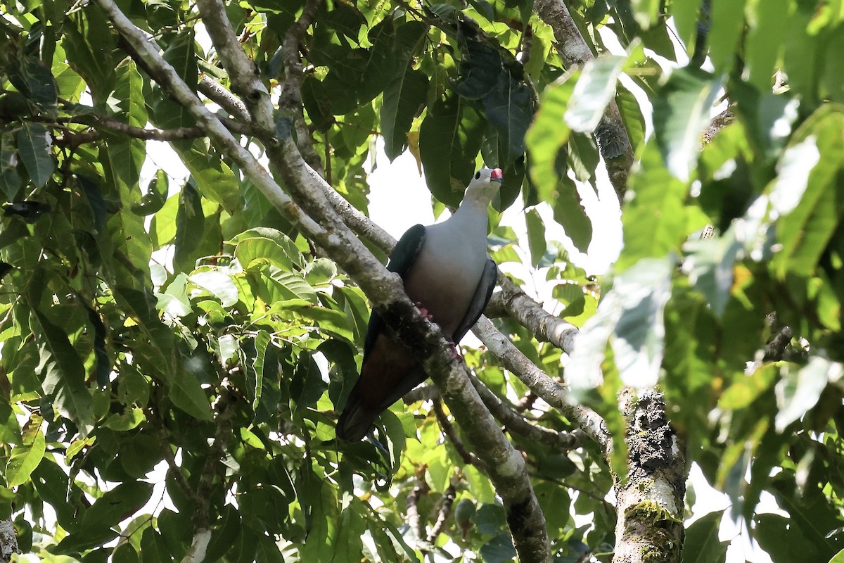 Red-knobbed Imperial-Pigeon - ML526133741