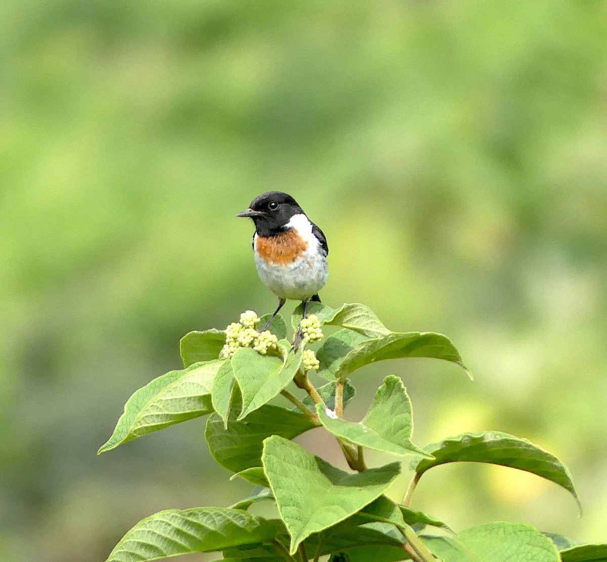African Stonechat - ML526133801