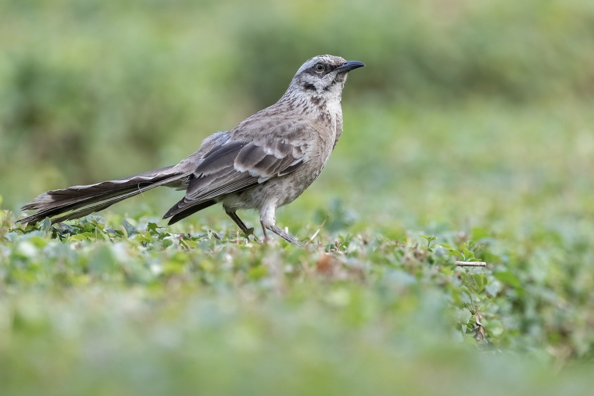 Long-tailed Mockingbird - ML526134361