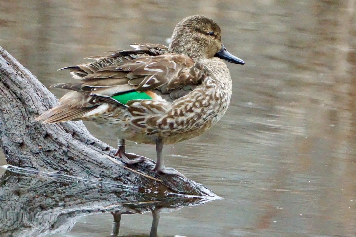 Green-winged Teal - ML526137061