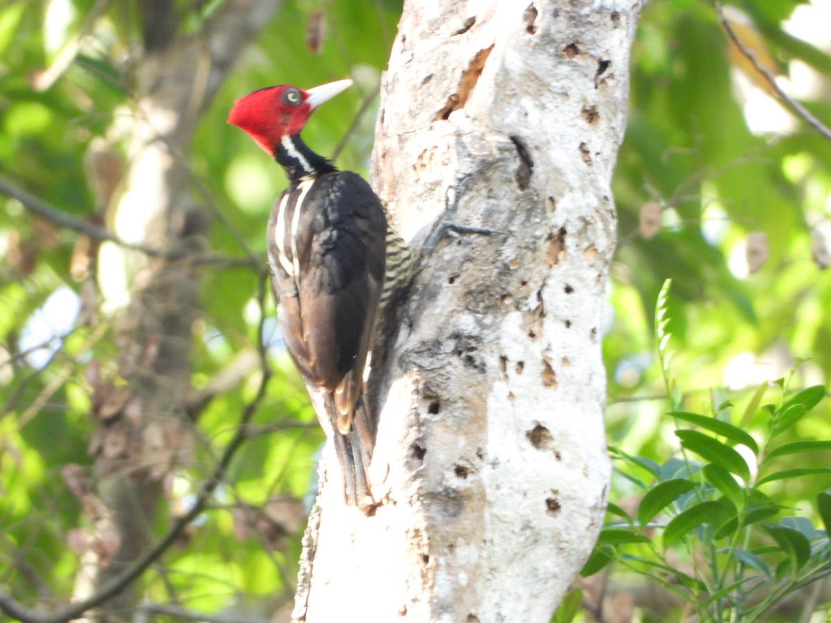 Pale-billed Woodpecker - ML526138561