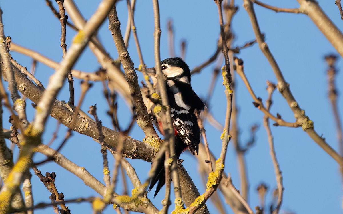 Great Spotted Woodpecker - ML526138981