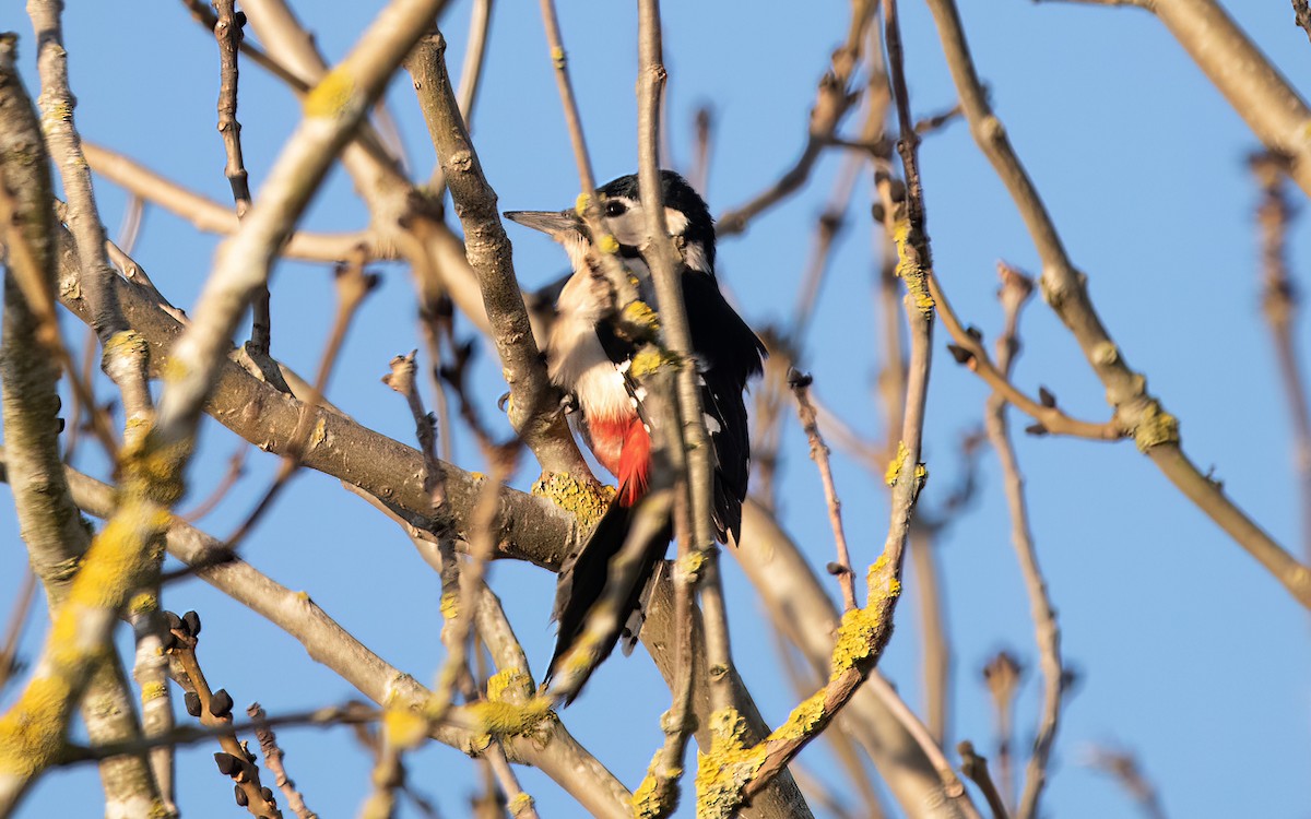 Great Spotted Woodpecker - Keith CC Mitchell