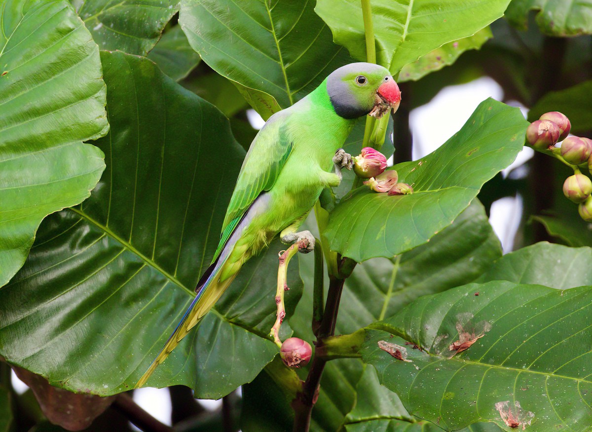 Seylan Yeşil Papağanı - ML526141551