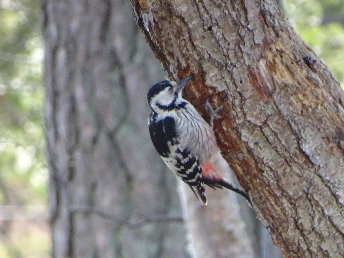 White-backed Woodpecker - ML526144481