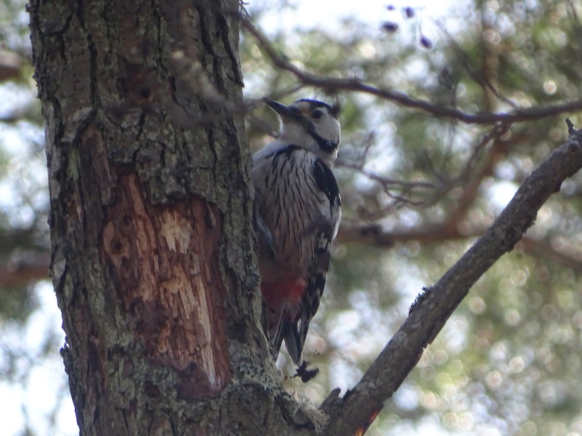 White-backed Woodpecker - ML526144491