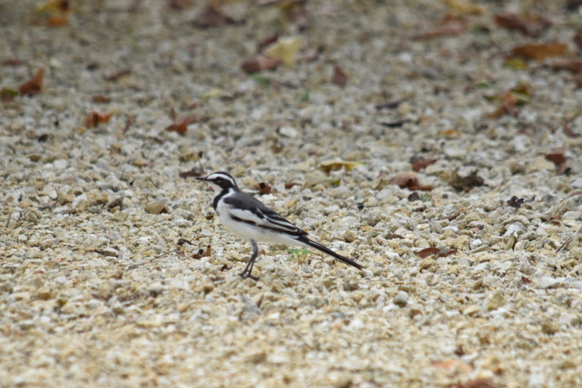 African Pied Wagtail - ML526144861