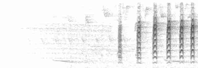  - Lineated Foliage-gleaner