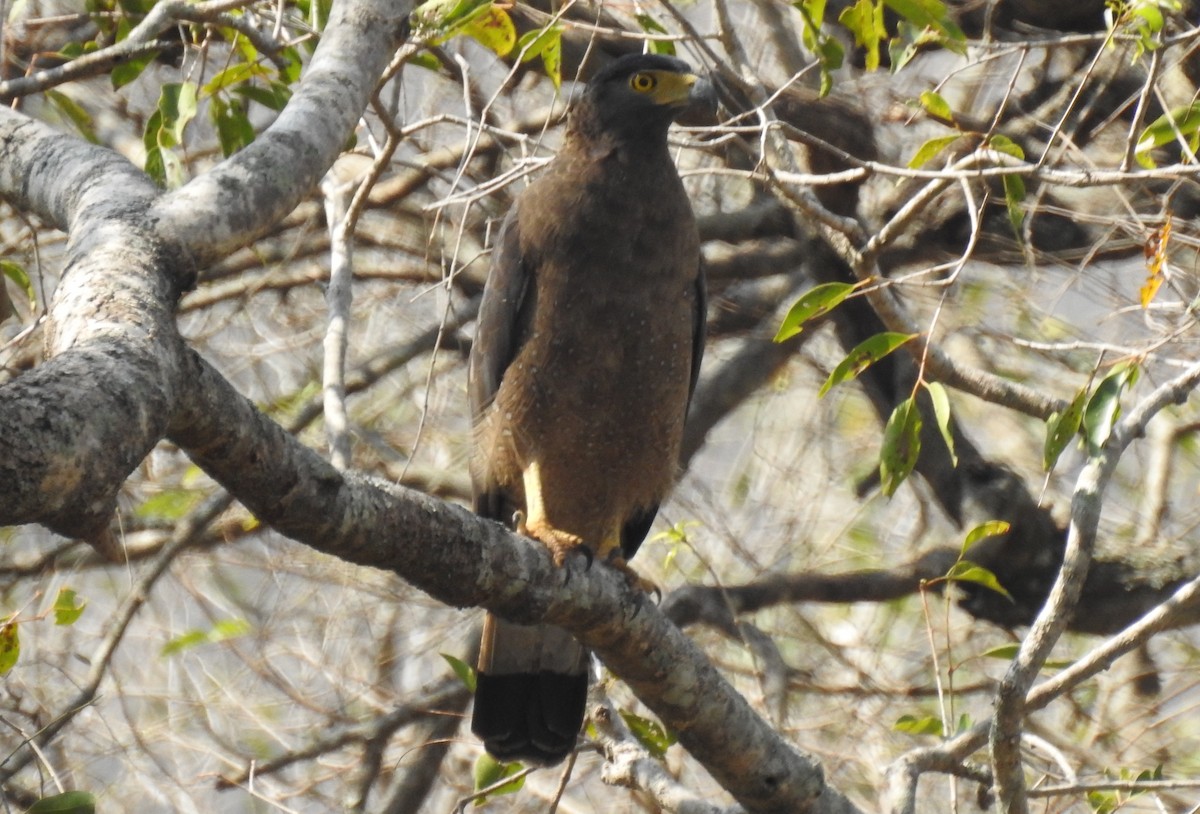 Crested Serpent-Eagle - ML52615071